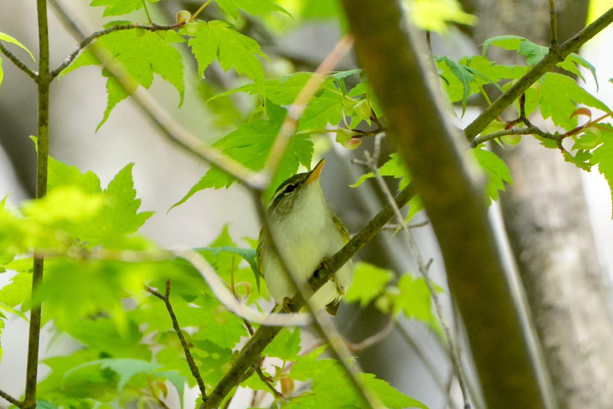 Eastern Crowned Warbler