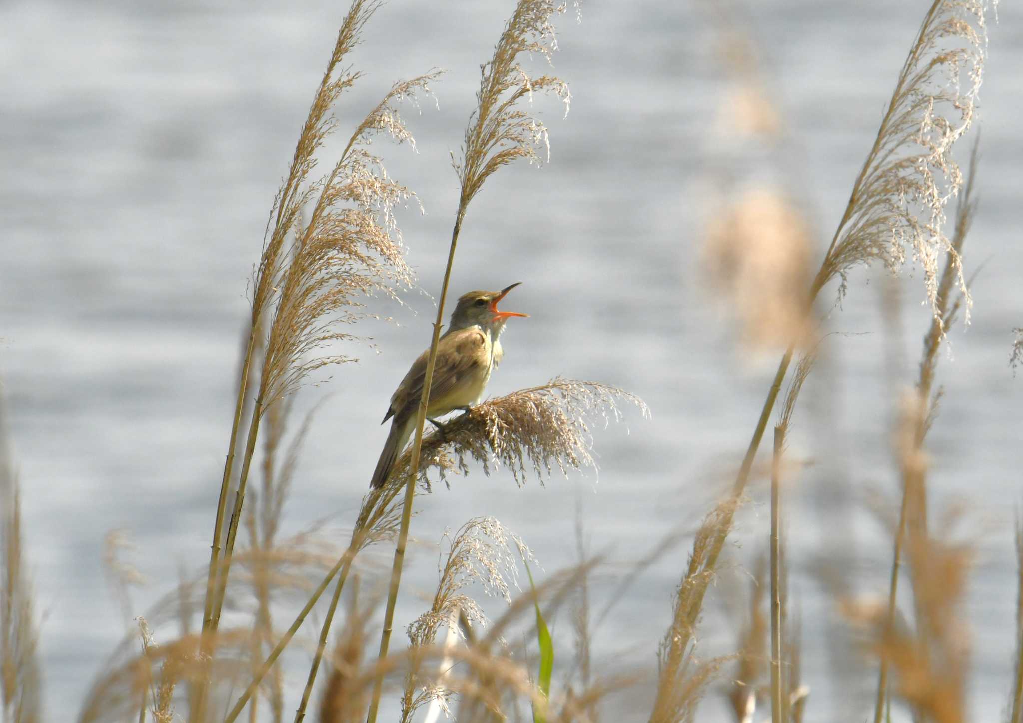 Oriental Reed Warbler