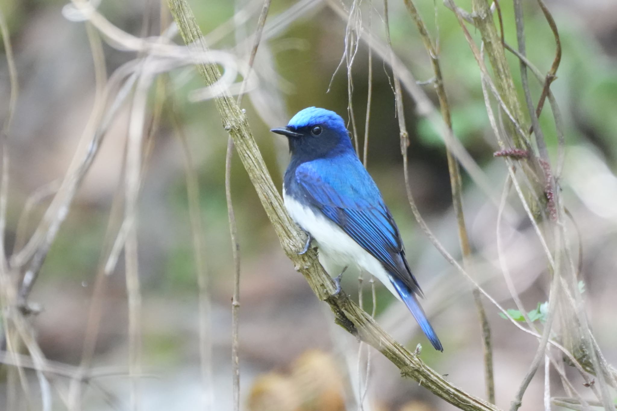 Photo of Blue-and-white Flycatcher at 烏川渓谷緑地 by Kuu