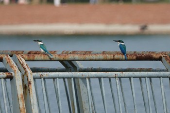 2023年3月11日(土) Putrajaya Wetlands Parkの野鳥観察記録