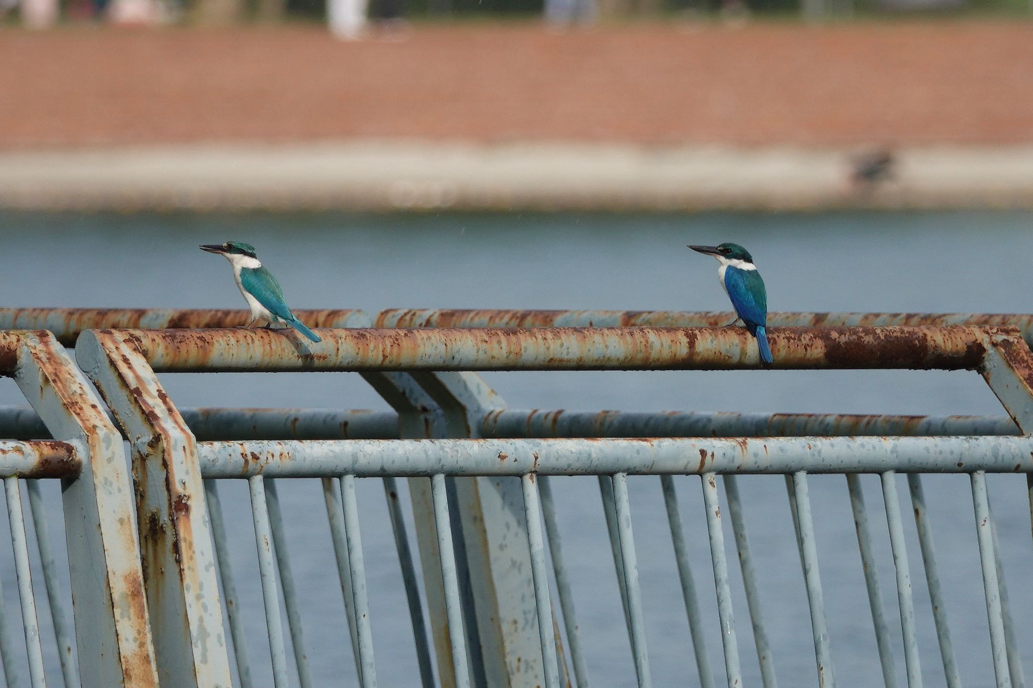 Putrajaya Wetlands Park ナンヨウショウビンの写真 by のどか