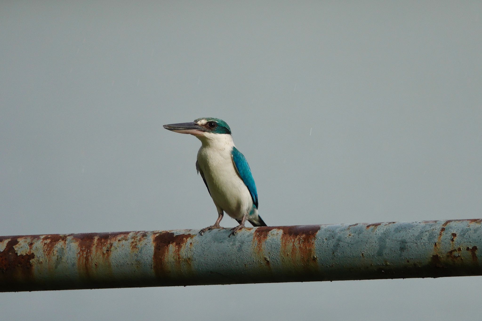 Putrajaya Wetlands Park ナンヨウショウビンの写真 by のどか