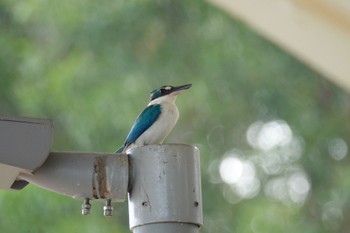 ナンヨウショウビン Putrajaya Wetlands Park 2023年3月11日(土)