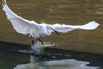 コサギ 喜瀬川 2023年4月5日(水)