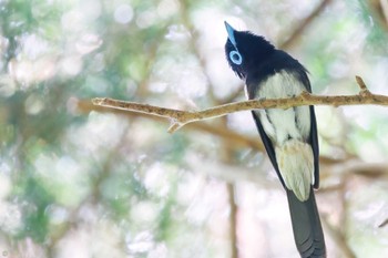 Black Paradise Flycatcher Moritogawa Sun, 6/19/2022