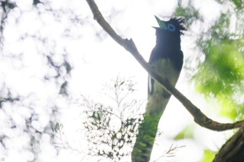 Black Paradise Flycatcher Moritogawa Sun, 6/19/2022