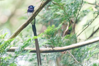 Black Paradise Flycatcher Moritogawa Sun, 6/19/2022