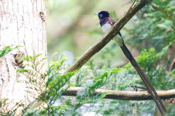 サンコウチョウ 森戸川源流 2022年6月19日(日)