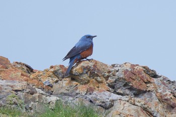 Sun, 4/23/2023 Birding report at 瀬棚