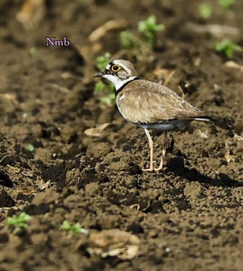 Little Ringed Plover Unknown Spots Unknown Date