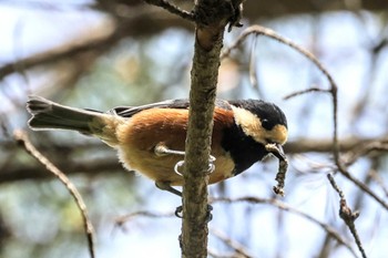 Sun, 4/23/2023 Birding report at 南アルプス邑野鳥公園