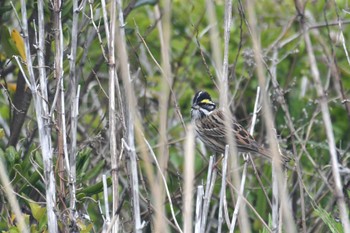 Yellow-browed Bunting Hegura Island Tue, 4/25/2023