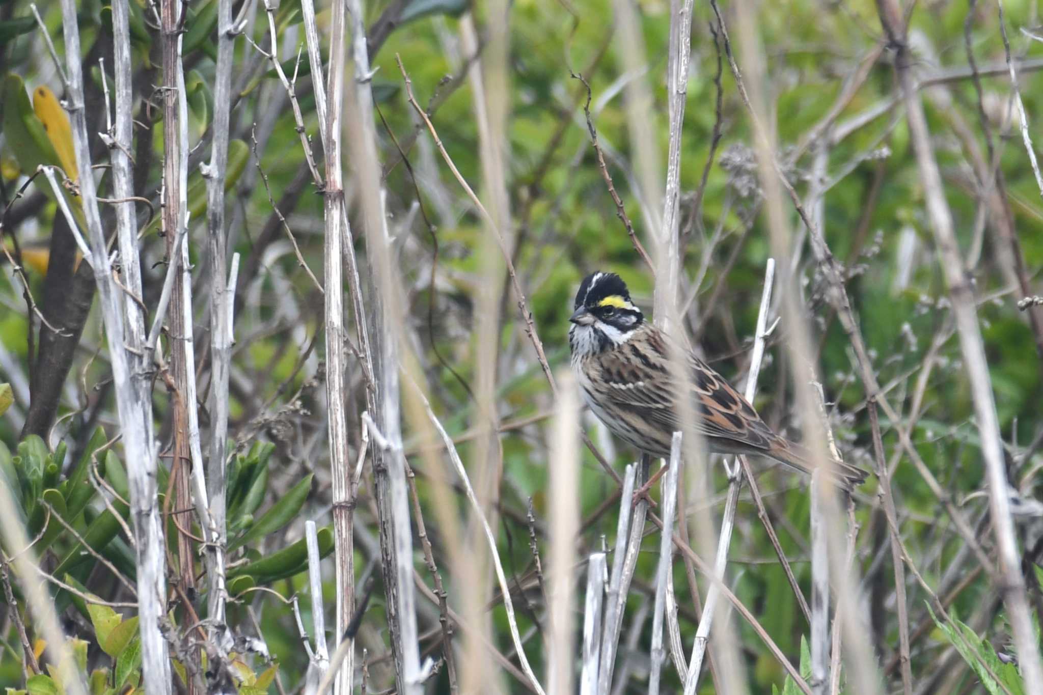 Photo of Yellow-browed Bunting at Hegura Island by Semal