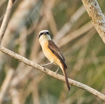 Brown Shrike Bang Phra Non-Hunting area Sat, 4/22/2023