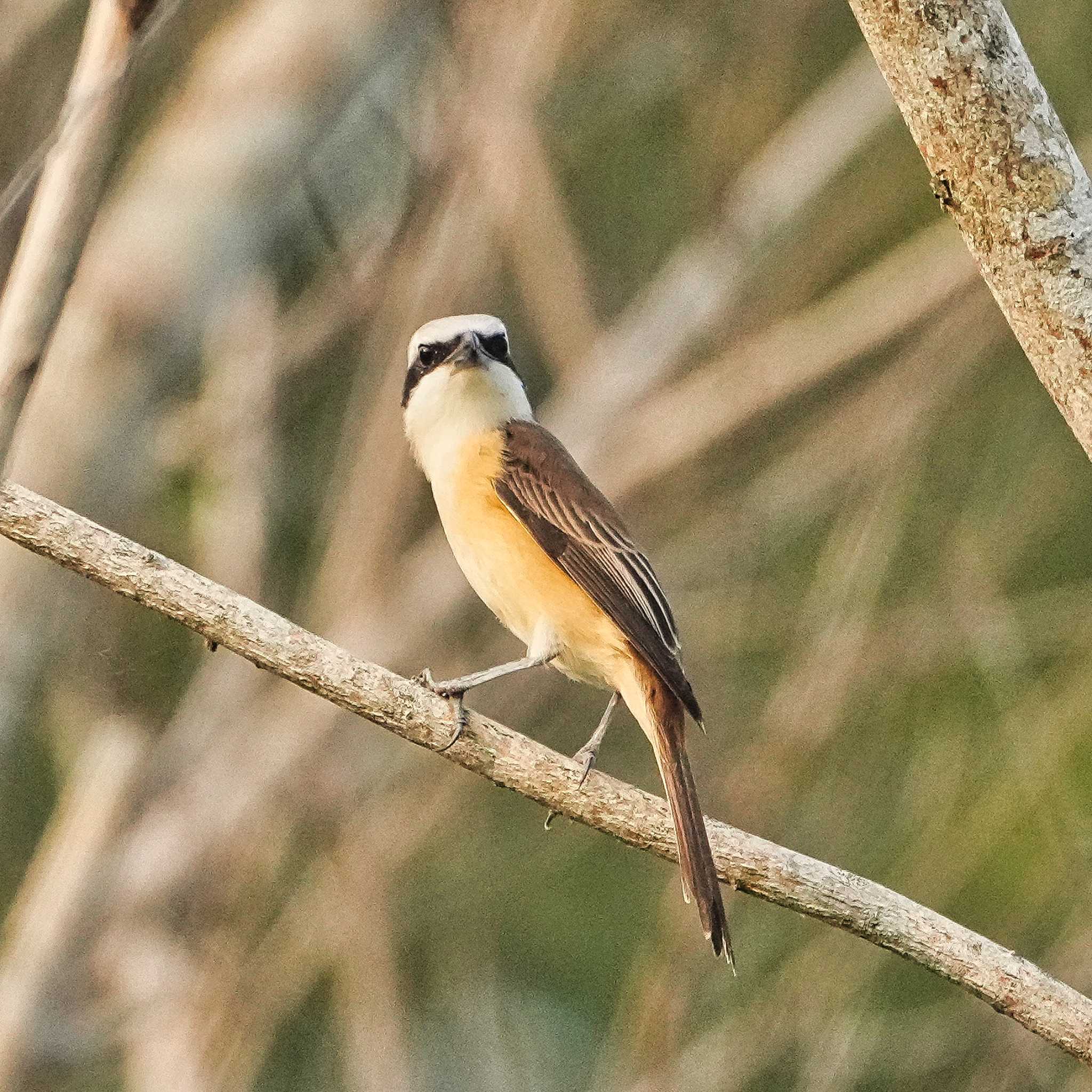 Brown Shrike