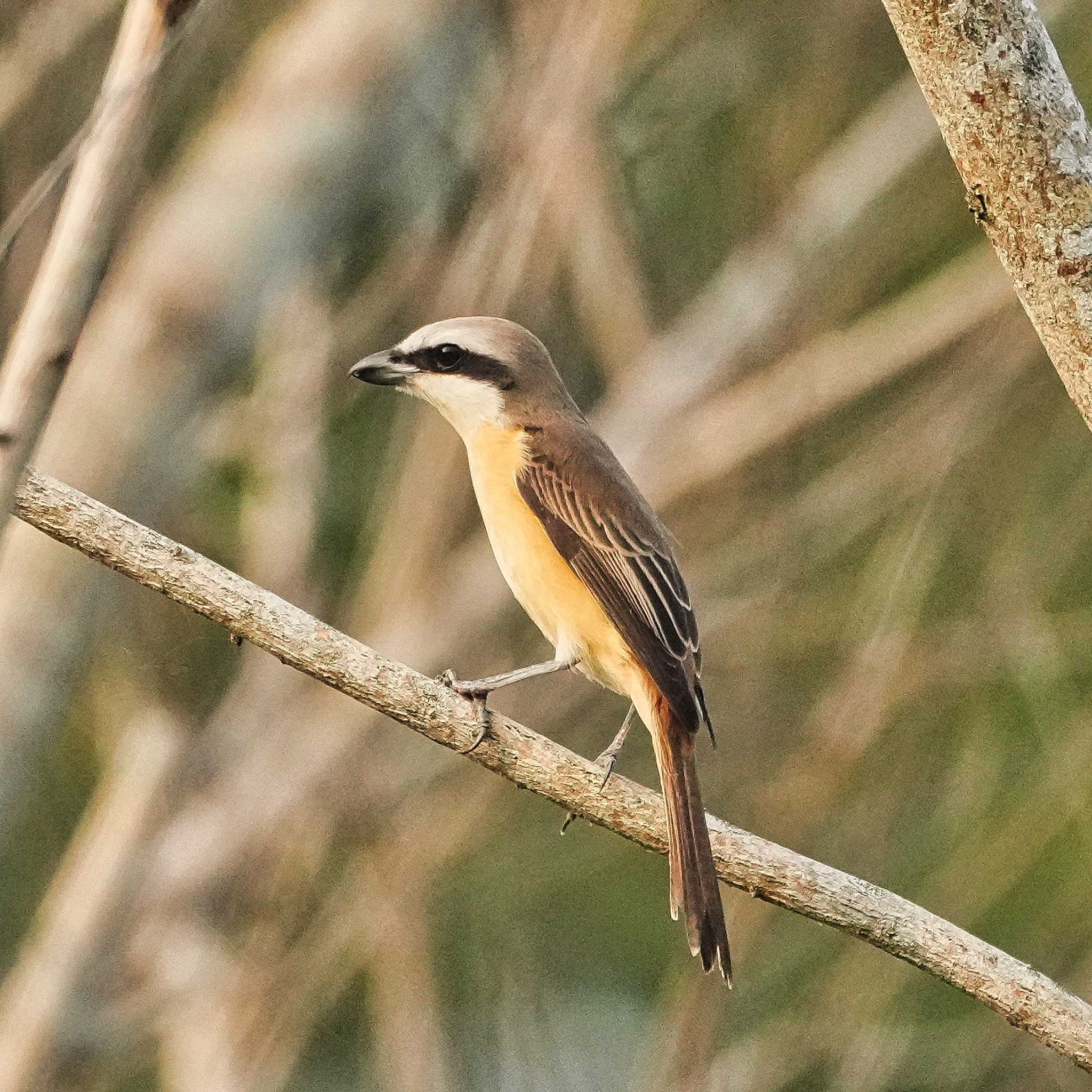 Brown Shrike