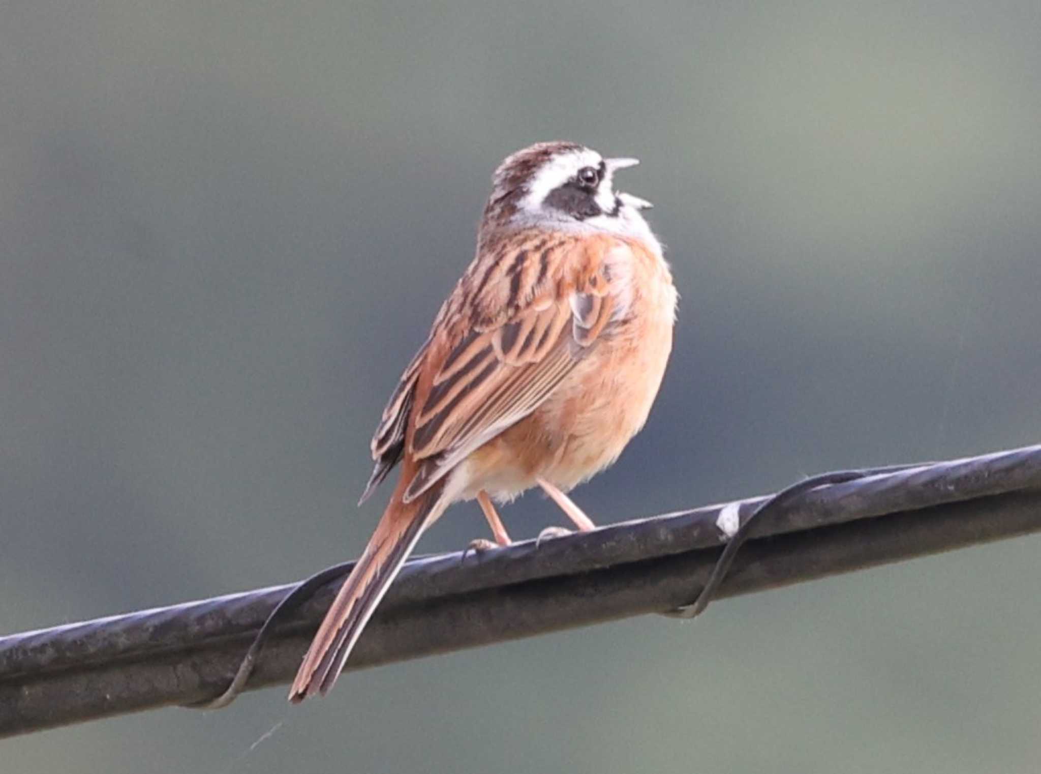 Meadow Bunting