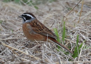 ホオジロ 南アルプス邑野鳥公園 2023年4月23日(日)