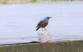 2023年4月26日(水) 自宅の野鳥観察記録