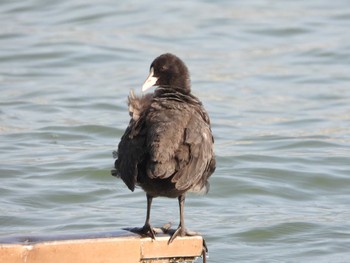 2023年4月23日(日) 大津港(滋賀県大津市)の野鳥観察記録