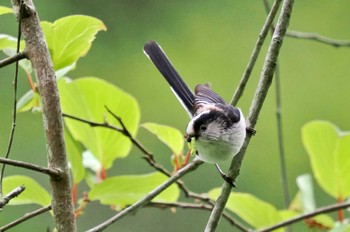 エナガ 兵庫県立ゆめさきの森公園 2023年4月24日(月)