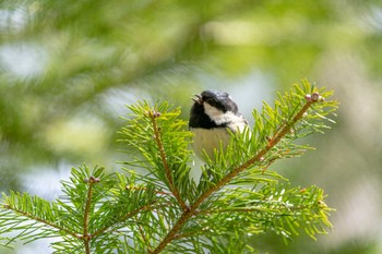 Coal Tit タウシュベツ川橋梁 Fri, 4/21/2023