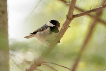 Coal Tit タウシュベツ川橋梁 Fri, 4/21/2023