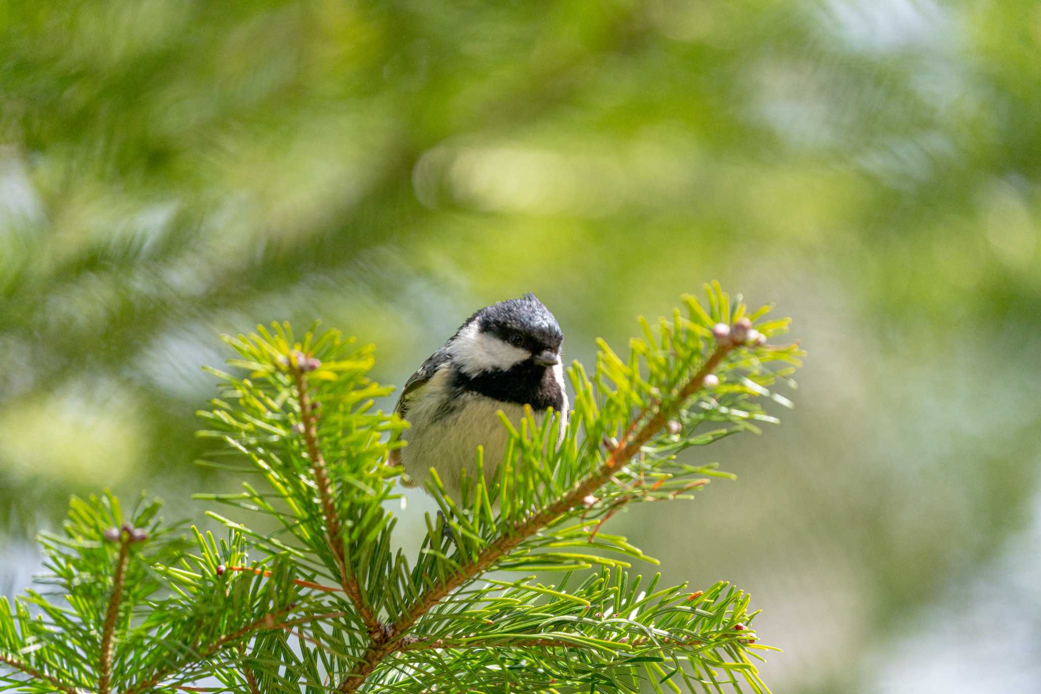 Photo of Coal Tit at タウシュベツ川橋梁 by taro_509