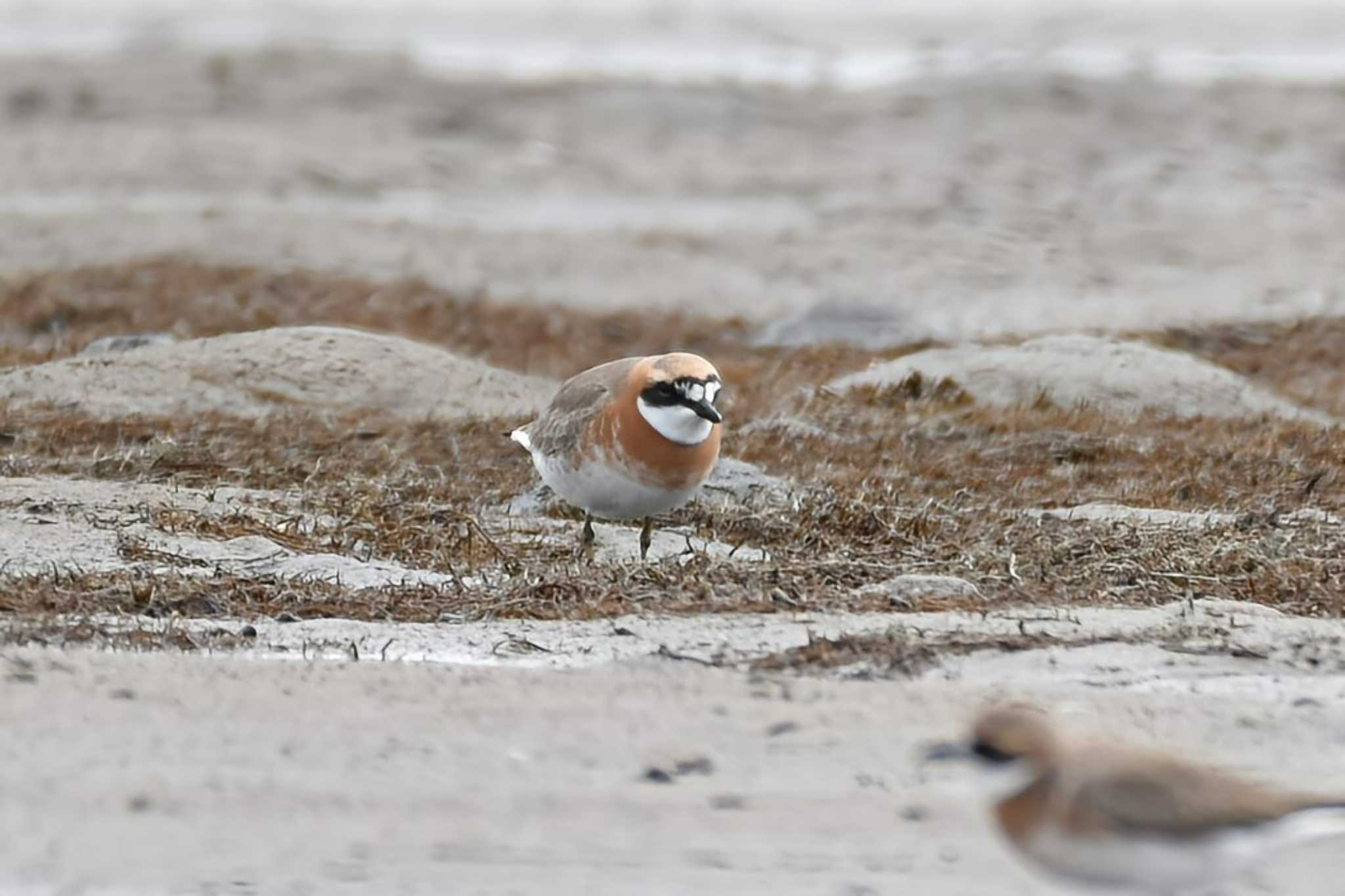 Photo of Siberian Sand Plover at 蒲生干潟(仙台市) by おんせんたま５