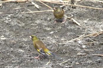 Grey-capped Greenfinch 蒲生干潟(仙台市) Mon, 4/24/2023