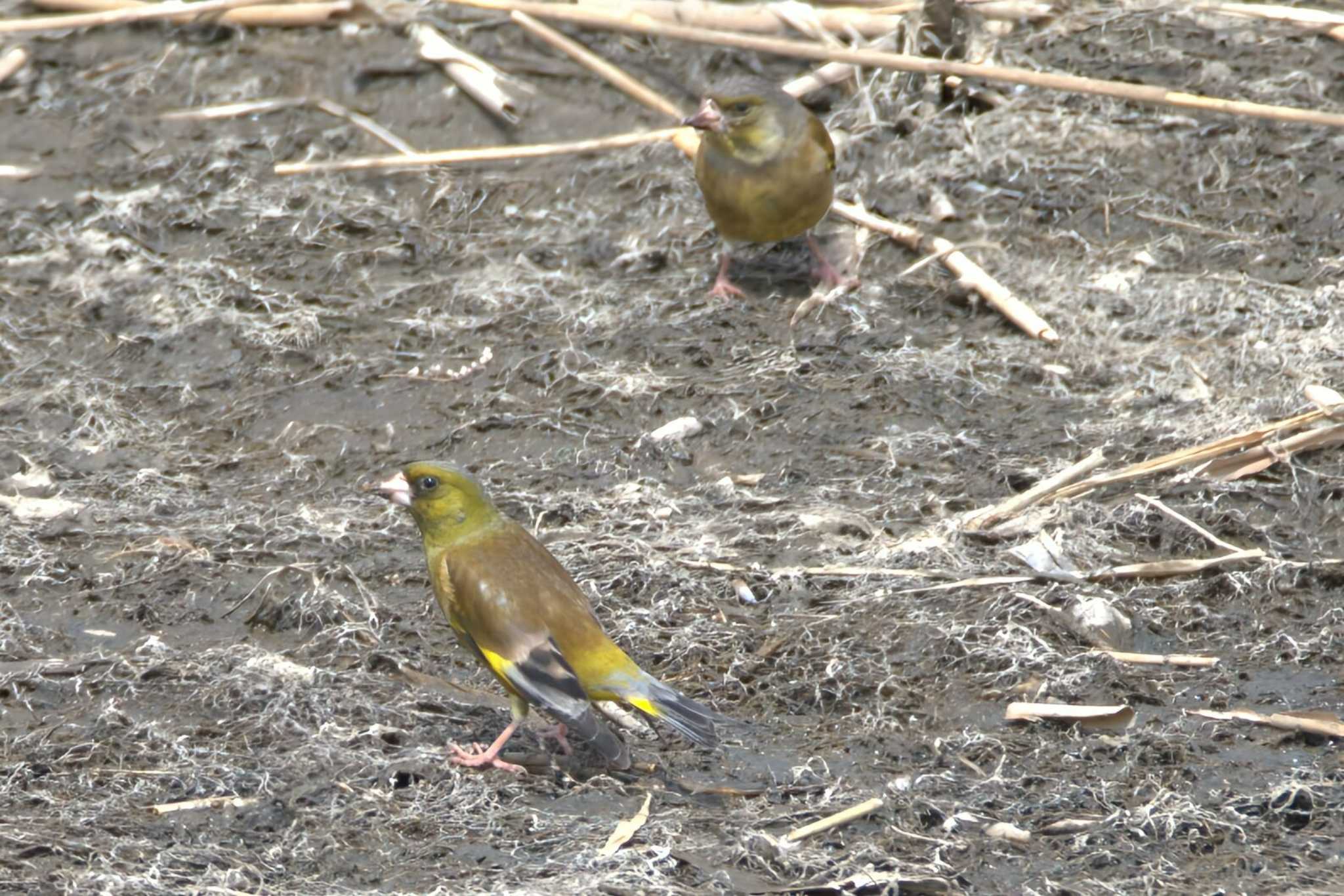 Photo of Grey-capped Greenfinch at 蒲生干潟(仙台市) by おんせんたま５