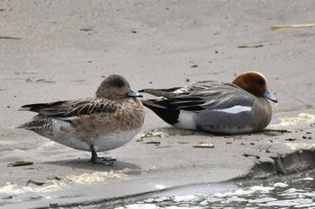 Eurasian Wigeon 蒲生干潟(仙台市) Mon, 4/24/2023