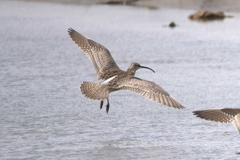 Eurasian Whimbrel 蒲生干潟(仙台市) Mon, 4/24/2023