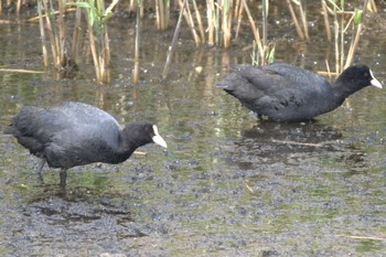 Eurasian Coot 蒲生干潟(仙台市) Mon, 4/24/2023