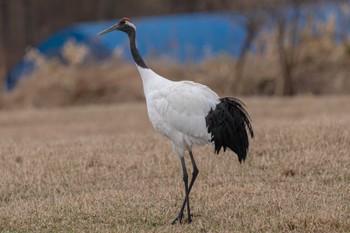 Red-crowned Crane  標茶町上オソツベツ原野 Sun, 4/23/2023