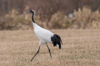 タンチョウ  標茶町上オソツベツ原野 2023年4月23日(日)