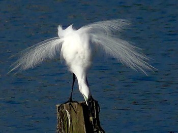 チュウダイサギ 伊佐沼 2023年4月23日(日)