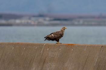 White-tailed Eagle Notsuke Peninsula Mon, 4/24/2023