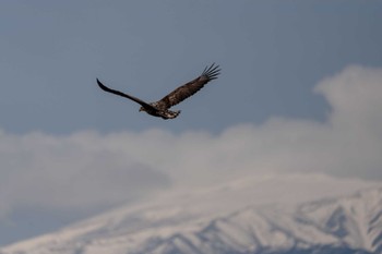 White-tailed Eagle Notsuke Peninsula Mon, 4/24/2023