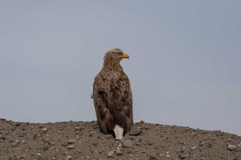 オジロワシ 野付半島 2023年4月24日(月)