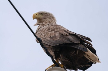 White-tailed Eagle Notsuke Peninsula Mon, 4/24/2023