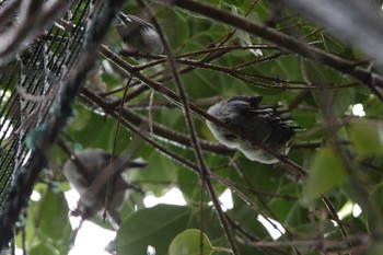 Long-tailed Tit 東京都内 Wed, 4/26/2023