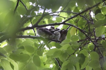 Long-tailed Tit 東京都内 Wed, 4/26/2023