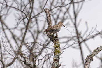 Latham's Snipe コッタロ湿原 Sun, 4/23/2023