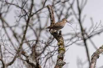 Latham's Snipe コッタロ湿原 Sun, 4/23/2023