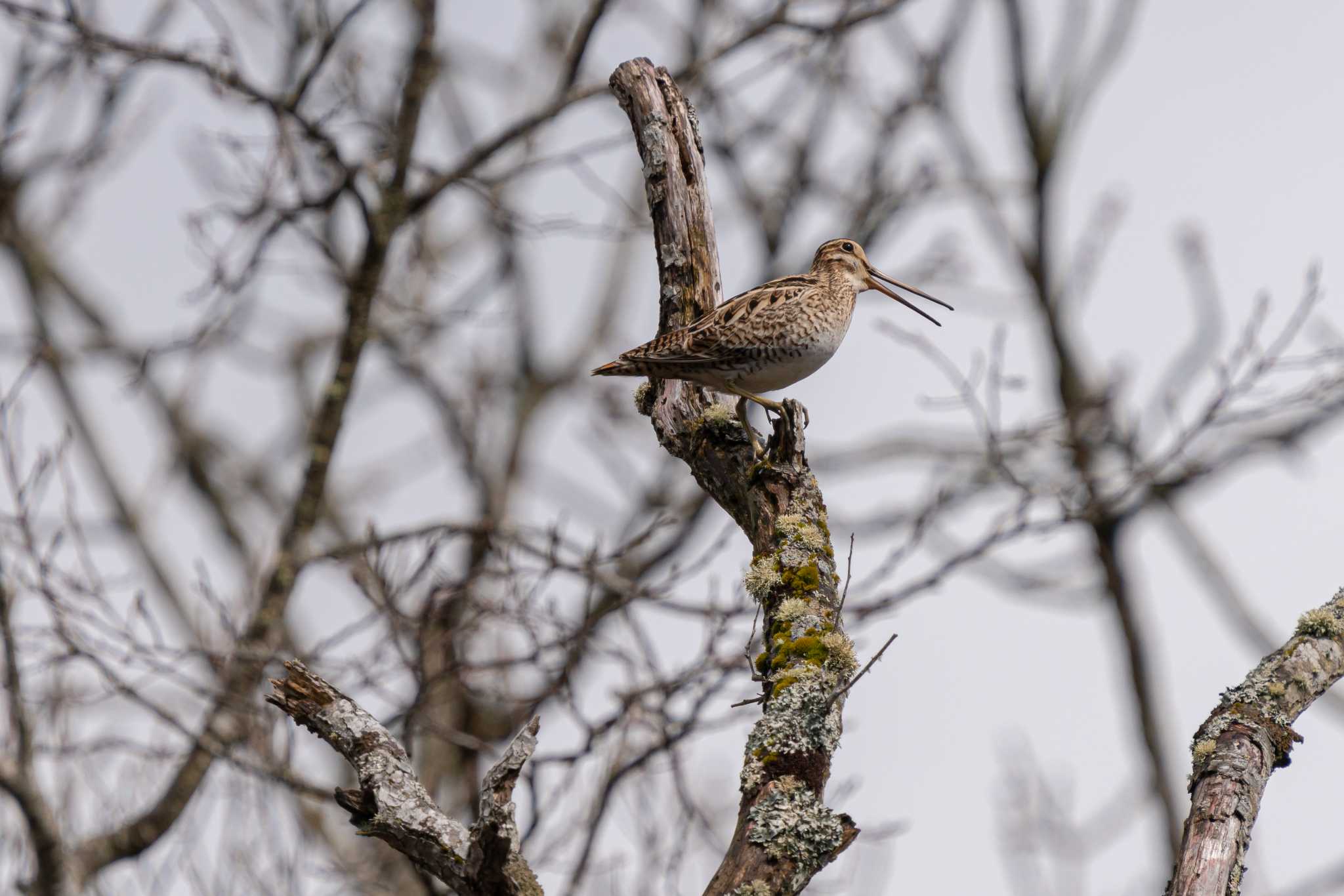 Photo of Latham's Snipe at コッタロ湿原 by taro_509