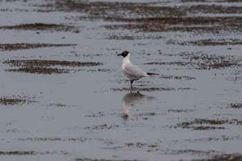 Black-headed Gull Notsuke Peninsula Mon, 4/24/2023