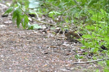 Tristram's Bunting Hegura Island Tue, 4/25/2023