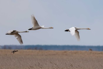 Whooper Swan Notsuke Peninsula Mon, 4/24/2023