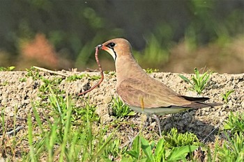 Oriental Pratincole 埼玉県 Sun, 4/23/2023